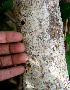 ( - BioBot00704)  @11 [ ] CreativeCommons - Attribution Non-Commercial Share-Alike (2010) Daniel H. Janzen Guanacaste Dry Forest Conservation Fund