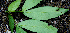 ( - BioBot00704)  @11 [ ] CreativeCommons - Attribution Non-Commercial Share-Alike (2010) Daniel H. Janzen Guanacaste Dry Forest Conservation Fund