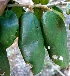  ( - BioBot00705)  @11 [ ] CreativeCommons - Attribution Non-Commercial Share-Alike (2010) Daniel H. Janzen Guanacaste Dry Forest Conservation Fund