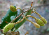  ( - BioBot00705)  @11 [ ] CreativeCommons - Attribution Non-Commercial Share-Alike (2010) Daniel H. Janzen Guanacaste Dry Forest Conservation Fund