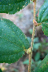  ( - BioBot00705)  @11 [ ] CreativeCommons - Attribution Non-Commercial Share-Alike (2010) Daniel H. Janzen Guanacaste Dry Forest Conservation Fund