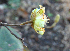  ( - BioBot00706)  @11 [ ] CreativeCommons - Attribution Non-Commercial Share-Alike (2010) Daniel H. Janzen Guanacaste Dry Forest Conservation Fund