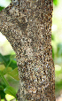  ( - BioBot00710)  @11 [ ] CreativeCommons - Attribution Non-Commercial Share-Alike (2010) Daniel H. Janzen Guanacaste Dry Forest Conservation Fund