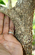  ( - BioBot00710)  @11 [ ] CreativeCommons - Attribution Non-Commercial Share-Alike (2010) Daniel H. Janzen Guanacaste Dry Forest Conservation Fund