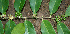  ( - BioBot00710)  @11 [ ] CreativeCommons - Attribution Non-Commercial Share-Alike (2010) Daniel H. Janzen Guanacaste Dry Forest Conservation Fund