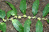  ( - BioBot00710)  @11 [ ] CreativeCommons - Attribution Non-Commercial Share-Alike (2010) Daniel H. Janzen Guanacaste Dry Forest Conservation Fund