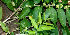 ( - BioBot00710)  @11 [ ] CreativeCommons - Attribution Non-Commercial Share-Alike (2010) Daniel H. Janzen Guanacaste Dry Forest Conservation Fund