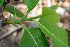  ( - BioBot00713)  @11 [ ] CreativeCommons - Attribution Non-Commercial Share-Alike (2010) Daniel H. Janzen Guanacaste Dry Forest Conservation Fund