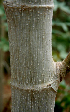  ( - BioBot00726)  @11 [ ] CreativeCommons - Attribution Non-Commercial Share-Alike (2010) Daniel H. Janzen Guanacaste Dry Forest Conservation Fund