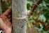  ( - BioBot00726)  @11 [ ] CreativeCommons - Attribution Non-Commercial Share-Alike (2010) Daniel H. Janzen Guanacaste Dry Forest Conservation Fund