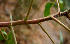  ( - BioBot00726)  @11 [ ] CreativeCommons - Attribution Non-Commercial Share-Alike (2010) Daniel H. Janzen Guanacaste Dry Forest Conservation Fund