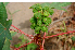  ( - BioBot00727)  @11 [ ] CreativeCommons - Attribution Non-Commercial Share-Alike (2010) Daniel H. Janzen Guanacaste Dry Forest Conservation Fund