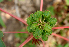  ( - BioBot00727)  @11 [ ] CreativeCommons - Attribution Non-Commercial Share-Alike (2010) Daniel H. Janzen Guanacaste Dry Forest Conservation Fund
