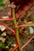  ( - BioBot00727)  @11 [ ] CreativeCommons - Attribution Non-Commercial Share-Alike (2010) Daniel H. Janzen Guanacaste Dry Forest Conservation Fund