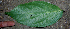  ( - BioBot00735)  @11 [ ] CreativeCommons - Attribution Non-Commercial Share-Alike (2010) Daniel H. Janzen Guanacaste Dry Forest Conservation Fund