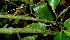  ( - BioBot00736)  @11 [ ] CreativeCommons - Attribution Non-Commercial Share-Alike (2010) Daniel H. Janzen Guanacaste Dry Forest Conservation Fund