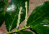  ( - BioBot00736)  @11 [ ] CreativeCommons - Attribution Non-Commercial Share-Alike (2010) Daniel H. Janzen Guanacaste Dry Forest Conservation Fund