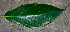  ( - BioBot00736)  @11 [ ] CreativeCommons - Attribution Non-Commercial Share-Alike (2010) Daniel H. Janzen Guanacaste Dry Forest Conservation Fund