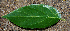  ( - BioBot00737)  @11 [ ] CreativeCommons - Attribution Non-Commercial Share-Alike (2010) Daniel H. Janzen Guanacaste Dry Forest Conservation Fund