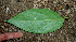  ( - BioBot00737)  @11 [ ] CreativeCommons - Attribution Non-Commercial Share-Alike (2010) Daniel H. Janzen Guanacaste Dry Forest Conservation Fund