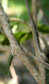  ( - BioBot00738)  @11 [ ] CreativeCommons - Attribution Non-Commercial Share-Alike (2010) Daniel H. Janzen Guanacaste Dry Forest Conservation Fund