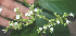  ( - BioBot00738)  @11 [ ] CreativeCommons - Attribution Non-Commercial Share-Alike (2010) Daniel H. Janzen Guanacaste Dry Forest Conservation Fund