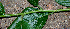  ( - BioBot00738)  @11 [ ] CreativeCommons - Attribution Non-Commercial Share-Alike (2010) Daniel H. Janzen Guanacaste Dry Forest Conservation Fund