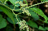  ( - BioBot00739)  @11 [ ] CreativeCommons - Attribution Non-Commercial Share-Alike (2010) Daniel H. Janzen Guanacaste Dry Forest Conservation Fund