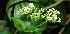  ( - BioBot00739)  @11 [ ] CreativeCommons - Attribution Non-Commercial Share-Alike (2010) Daniel H. Janzen Guanacaste Dry Forest Conservation Fund