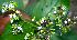  ( - BioBot00739)  @11 [ ] CreativeCommons - Attribution Non-Commercial Share-Alike (2010) Daniel H. Janzen Guanacaste Dry Forest Conservation Fund