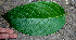  ( - BioBot00739)  @11 [ ] CreativeCommons - Attribution Non-Commercial Share-Alike (2010) Daniel H. Janzen Guanacaste Dry Forest Conservation Fund