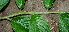  ( - BioBot00740)  @11 [ ] CreativeCommons - Attribution Non-Commercial Share-Alike (2010) Daniel H. Janzen Guanacaste Dry Forest Conservation Fund