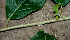  ( - BioBot00740)  @11 [ ] CreativeCommons - Attribution Non-Commercial Share-Alike (2010) Daniel H. Janzen Guanacaste Dry Forest Conservation Fund