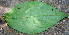  ( - BioBot00740)  @11 [ ] CreativeCommons - Attribution Non-Commercial Share-Alike (2010) Daniel H. Janzen Guanacaste Dry Forest Conservation Fund