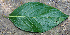  ( - BioBot00740)  @11 [ ] CreativeCommons - Attribution Non-Commercial Share-Alike (2010) Daniel H. Janzen Guanacaste Dry Forest Conservation Fund
