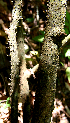  ( - BioBot00741)  @11 [ ] CreativeCommons - Attribution Non-Commercial Share-Alike (2010) Daniel H. Janzen Guanacaste Dry Forest Conservation Fund