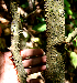  ( - BioBot00741)  @11 [ ] CreativeCommons - Attribution Non-Commercial Share-Alike (2010) Daniel H. Janzen Guanacaste Dry Forest Conservation Fund