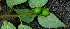  (Solanum Espinoza5665 - BioBot00741)  @11 [ ] CreativeCommons - Attribution Non-Commercial Share-Alike (2010) Daniel H. Janzen Guanacaste Dry Forest Conservation Fund