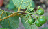  ( - BioBot00741)  @11 [ ] CreativeCommons - Attribution Non-Commercial Share-Alike (2010) Daniel H. Janzen Guanacaste Dry Forest Conservation Fund