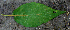  ( - BioBot00741)  @11 [ ] CreativeCommons - Attribution Non-Commercial Share-Alike (2010) Daniel H. Janzen Guanacaste Dry Forest Conservation Fund