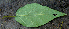  ( - BioBot00741)  @11 [ ] CreativeCommons - Attribution Non-Commercial Share-Alike (2010) Daniel H. Janzen Guanacaste Dry Forest Conservation Fund