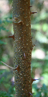 ( - BioBot00742)  @11 [ ] CreativeCommons - Attribution Non-Commercial Share-Alike (2010) Daniel H. Janzen Guanacaste Dry Forest Conservation Fund