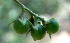  ( - BioBot00742)  @11 [ ] CreativeCommons - Attribution Non-Commercial Share-Alike (2010) Daniel H. Janzen Guanacaste Dry Forest Conservation Fund