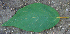  ( - BioBot00742)  @11 [ ] CreativeCommons - Attribution Non-Commercial Share-Alike (2010) Daniel H. Janzen Guanacaste Dry Forest Conservation Fund