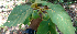  ( - BioBot00743)  @11 [ ] CreativeCommons - Attribution Non-Commercial Share-Alike (2010) Daniel H. Janzen Guanacaste Dry Forest Conservation Fund