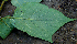  ( - BioBot00743)  @11 [ ] CreativeCommons - Attribution Non-Commercial Share-Alike (2010) Daniel H. Janzen Guanacaste Dry Forest Conservation Fund