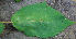  ( - BioBot00743)  @11 [ ] CreativeCommons - Attribution Non-Commercial Share-Alike (2010) Daniel H. Janzen Guanacaste Dry Forest Conservation Fund