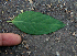  ( - BioBot00748)  @11 [ ] CreativeCommons - Attribution Non-Commercial Share-Alike (2010) Daniel H. Janzen Guanacaste Dry Forest Conservation Fund