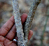  ( - BioBot00751)  @11 [ ] CreativeCommons - Attribution Non-Commercial Share-Alike (2010) Daniel H. Janzen Guanacaste Dry Forest Conservation Fund