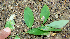  ( - BioBot00753)  @11 [ ] CreativeCommons - Attribution Non-Commercial Share-Alike (2010) Daniel H. Janzen Guanacaste Dry Forest Conservation Fund